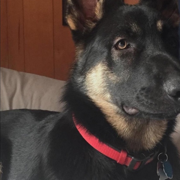 Meet your Posher, Matthew - Picture 1 of 1